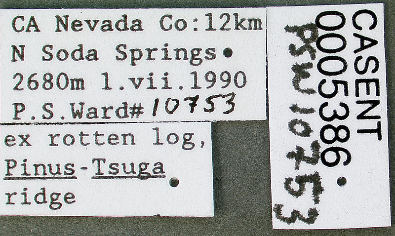 File:Formica densiventris casent0005386 label 1.jpg