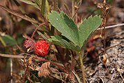 弗州草莓 Virginia strawberry