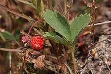 The fruit is a reddish, fleshy aggregate dotted with "seeds" (achenes) up to 1 cm. Fragaria virginiana 3243.JPG