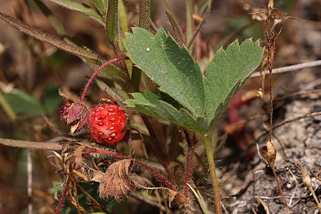 Tập_tin:Fragaria_virginiana_3243.JPG