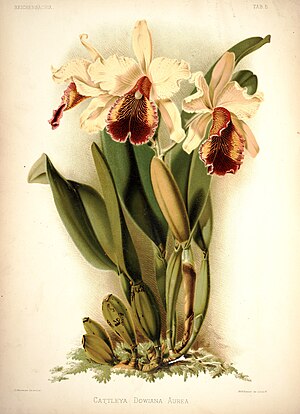 Cattleya dowiana aurea, from Reichenbachia Series I Volume I Plate 5 .