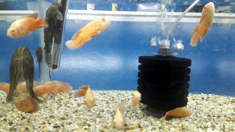 File:Freshwater Aquarium Fish 12.jpg