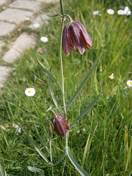 File:Fritillaria pyrenaica 2020 03.JPG