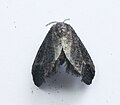 Fulgoraecia exigua - Female.jpg