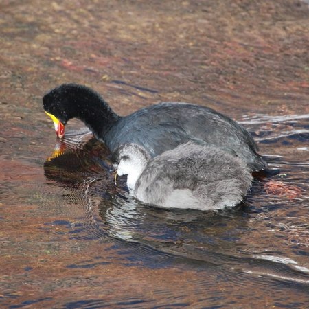 Fulica gigantea-Giant Coot (Adult and young).jpg