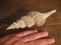 Conchiglia di Fusinus etruscus, gasteropode fossile