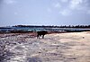 A beach inThe Gambia