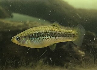 <i>Gambusia hurtadoi</i> Species of fish