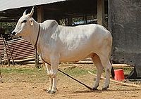 indian cow breeds