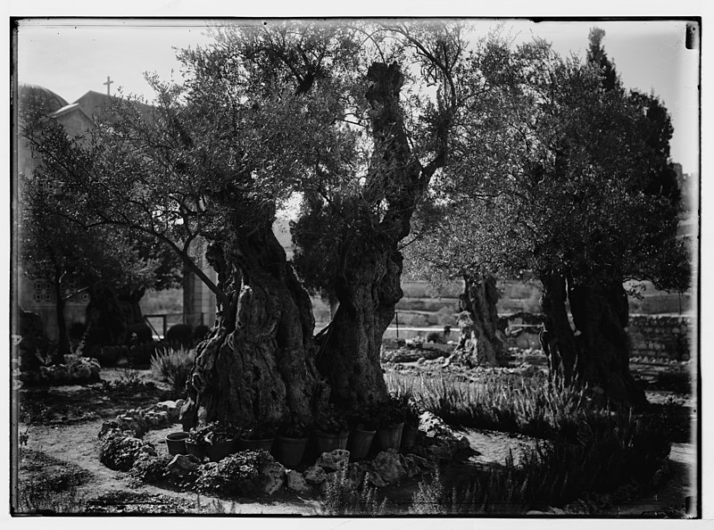 File:Garden of Gethsemane, inside enclosure LOC matpc.05366.jpg