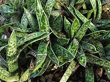 The tiny Gasteria bicolor var. lilliputana Gasterialiliputana.jpg