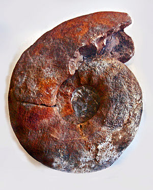 Gasteropods - Ammonites - Lewericeras mantelli.JPG