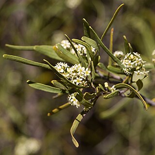 <i>Geijera linearifolia</i> Species of flowering plant