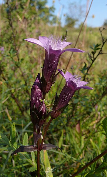 File:Gentianella germanica 160907.jpg