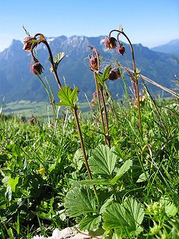 Raudonoji žiognagė (Geum rivale)