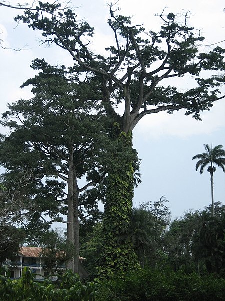 File:Ghana Aburi Botanical gardens.jpg