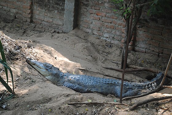 Gharial too exhausted to move