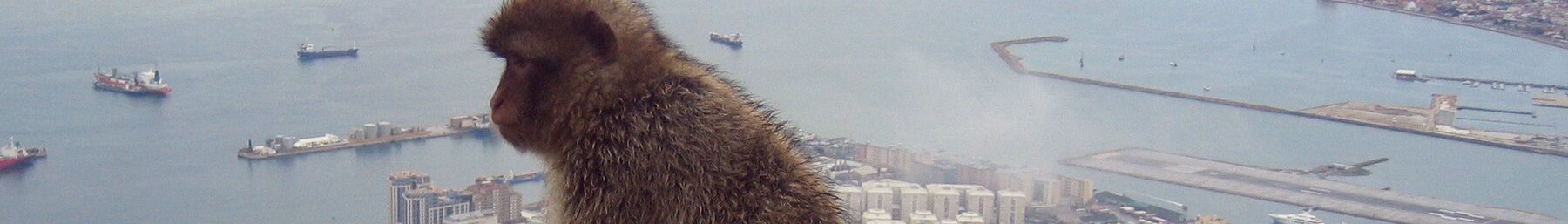 Gibraltar banier Barbary macaque.jpg