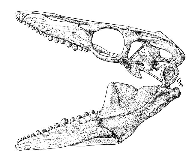 Reconstructed skull of G. dakotensis