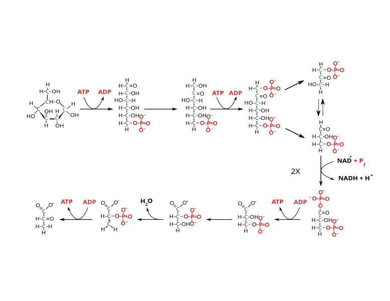 File:GlycolysisPathway.svg