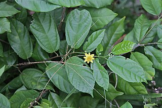 <i>Glyphaea</i> Genus of flowering plants