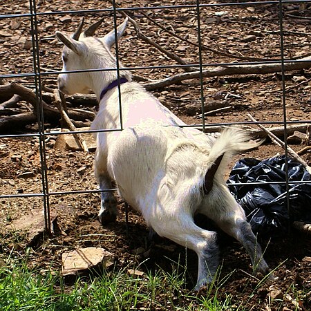 Fail:Goat houdini.jpg