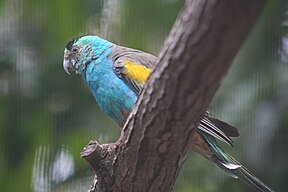 Goldschultersittiche (Psephotus chrysopterygius)