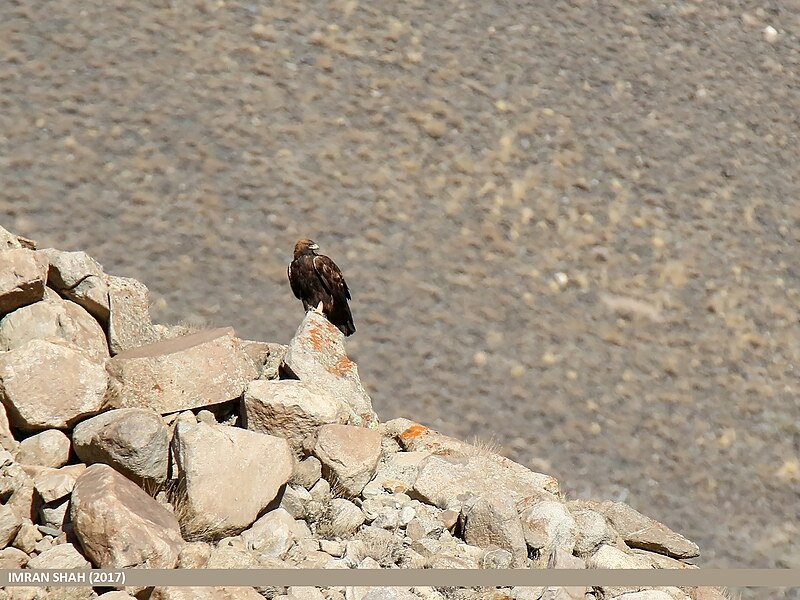 File:Golden Eagle (Aquila chrysaetos) (39560201312).jpg