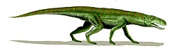 Gracilisuchus BW.jpg