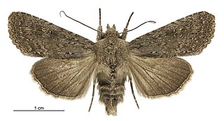 <i>Physetica homoscia</i> Species of moth endemic to New Zealand