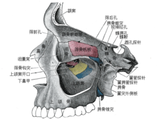 腭骨 Wikiwand