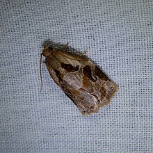 Graue Archips Moth.jpg