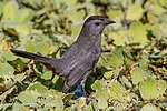 Thumbnail for File:Gray Catbird (8611299078).jpg