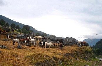 Caballos pastando cerca de Naran