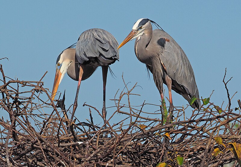 File:Great Blue Heron - Ardea herodias, Wakodahatchee Wetlands, Boynton Beach, Florida, December 8, 2021 (53440110900).jpg