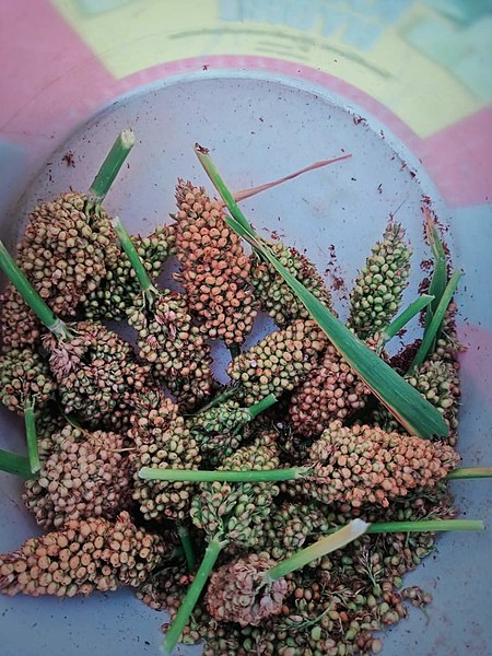 File:Great Millet.jpg