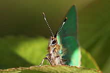 Close up of body, WWT London Wetland Centre, Barnes Green hairstreak (Callophrys rubi) head.jpg