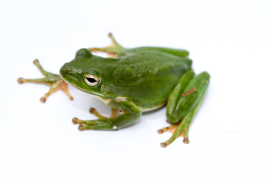 American green tree frog