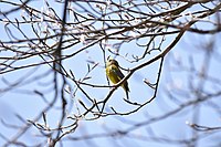 Greenfinch PT.jpg