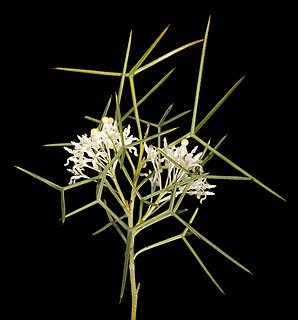 <i>Grevillea paniculata</i> Species of shrub in the family Proteaceae endemic to Western Australia