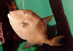 GreyTriggerfish.JPG