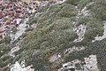 Grimmia laevigata (d, 153523-482446) 0823.JPG