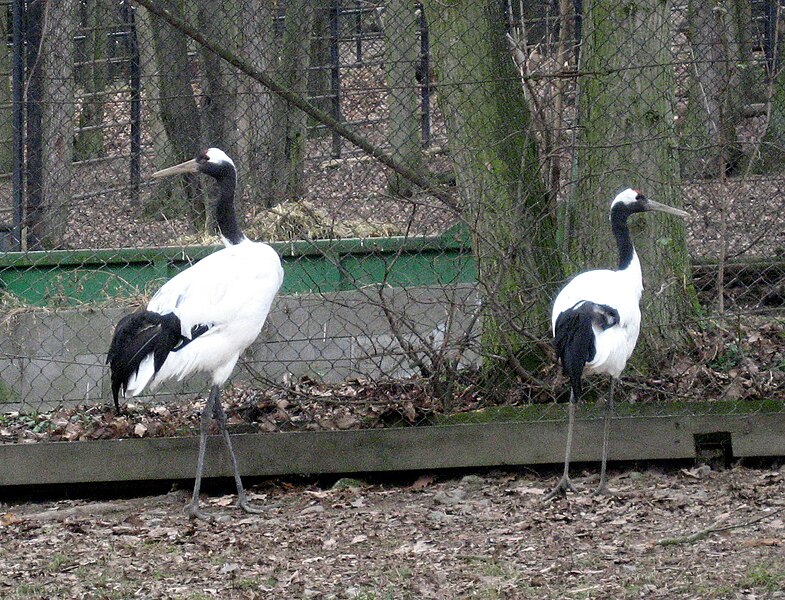 File:Grus japonensis.jpg