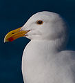 * Nomination A gull portrait Dori 20:04, 31 March 2008 (UTC) * Promotion I don't like the extreme crop but maybe that is not enough reason to oppose, as the image quality is good enough -- Alvesgaspar 08:09, 1 April 2008 (UTC)  Support cropping could be a little less tight but good quality and detail. --Ianare 06:21, 2 April 2008 (UTC)