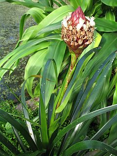 <i>Guzmania farciminiformis</i> Species of flowering plant