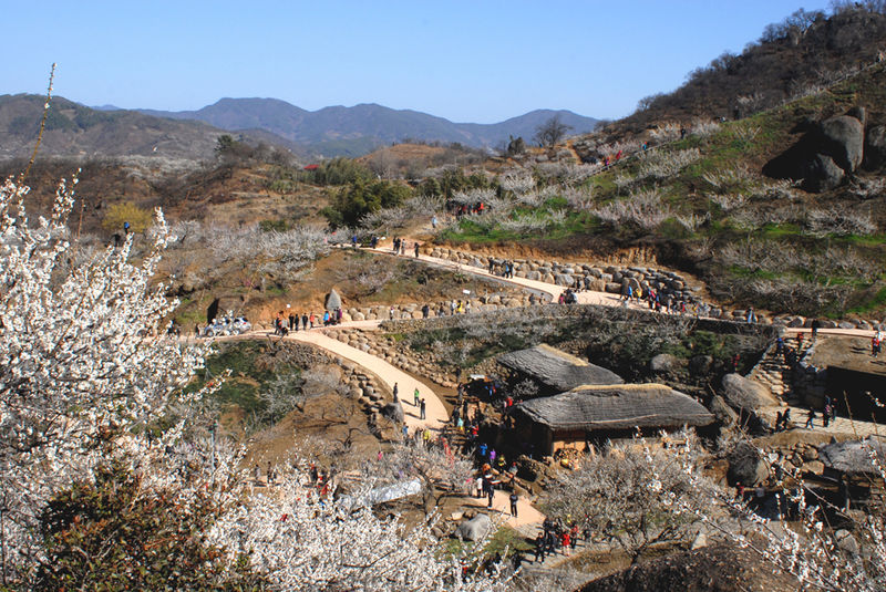 File:Gwangyang Maehwa Festival in Spring - 4402789449.jpg