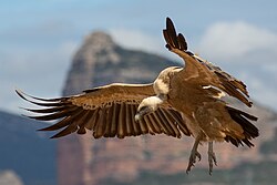 A vulture