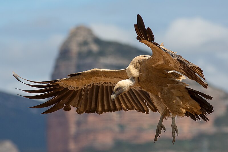 File:Gyps fulvus in flight - Spain.jpg