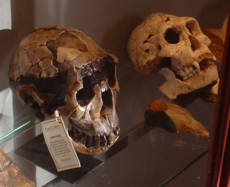 File:H.ergaster & H.georgicus skulls.png