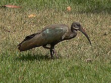 Hadada ibis Hadada ibis.jpg